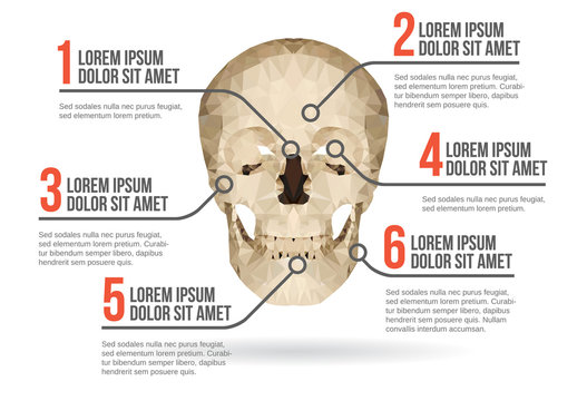 Human skull infographic, vector illustration
