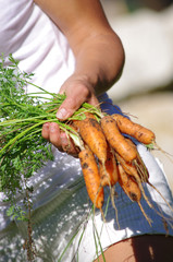 jardinage - récolte de carottes