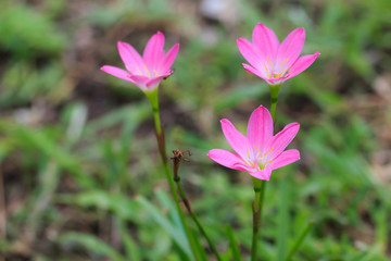 flower bud of pink rain lily (Zephyranthes candida)