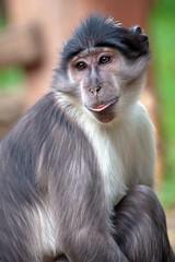 Portrait of a sooty mangabey