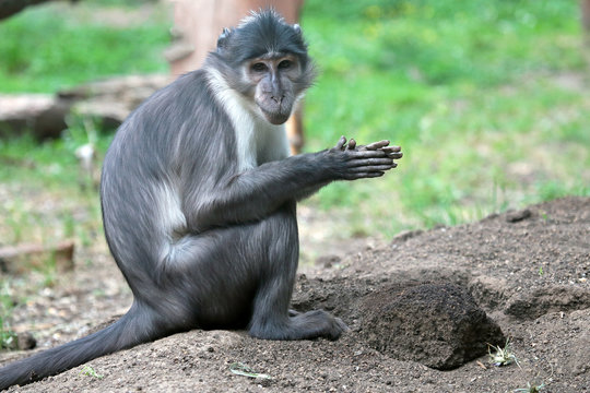 Sooty mangabey with a clod of earth