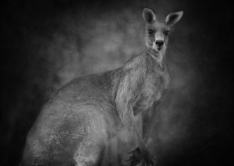 Australian kangaroo (Macropus giganteus)  in black and white © Leah-Anne Thompson
