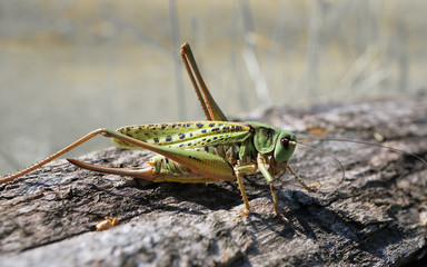 A female of a grasshopper is cleaning its antennae.