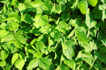 Natural green background with pods leafs