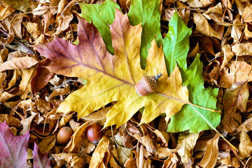 Autumn Oak tree leaves and acorn on a carpet of dry linden leaves