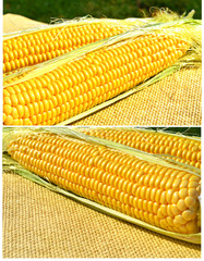 Ears of ripe corn on the sacking