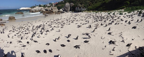 A lot of penguins