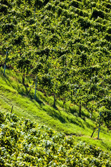 Weintrtauben am Rebstock im Weingarten