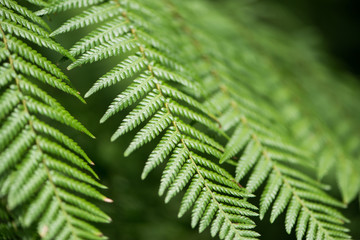 Close up of fern leaves