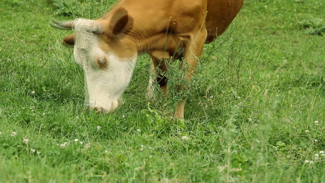 Cows grazing on pasture and eating green grass