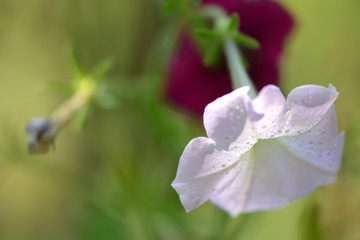 red and white flowers, macro, close up