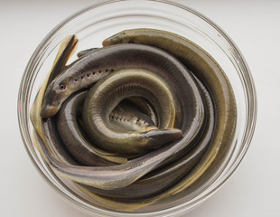 lampreys
