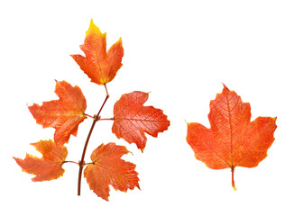 Twig with red maple leaves