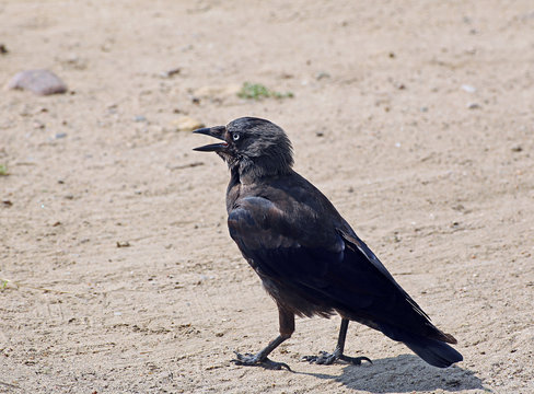 Black jackdaw