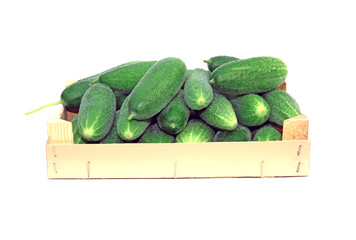 Fresh cucumbers