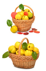 Ripe quince in the basket and autumn red leaves