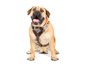 Obraz premium Picture of a Boerboel, south African Mastiff