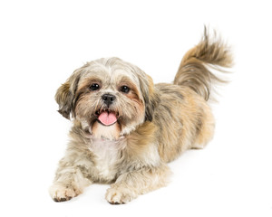 Picture of a Shih tzu sat on a white background