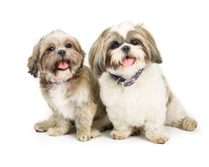 Picture of two shih tzus sat next to each other