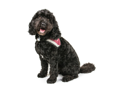 Picture of a Black Cockapoo on a white background.