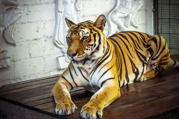 Female tiger sitting on the table and posing for camera.