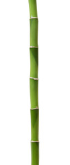 Fototapeta na wymiar Fresh bamboo isolated on white background