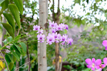 Beautiful purple orchid