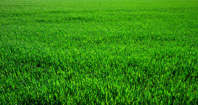 green grass