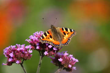 Vanessa atalanta rubria