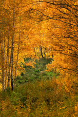 Fototapeta na wymiar Trees in autumn forest