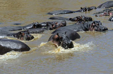 Fototapeta premium African hippo