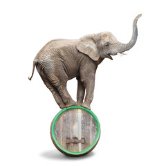 Éléphant d& 39 Afrique en équilibre sur un tonneau de bière.