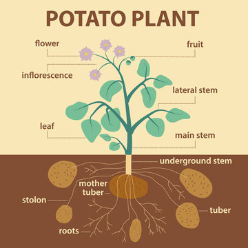 illustration parts of potato - infographic potatoes scheme