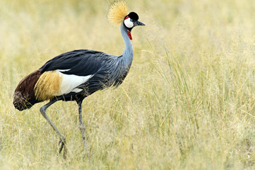 Crowned Crane