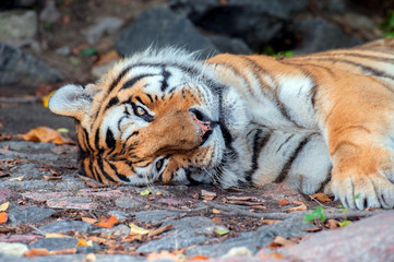 Amur Tiger