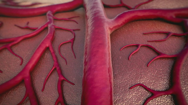 circulatory system