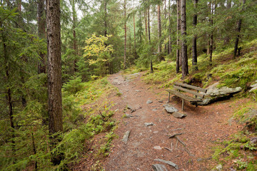A bench in the woods