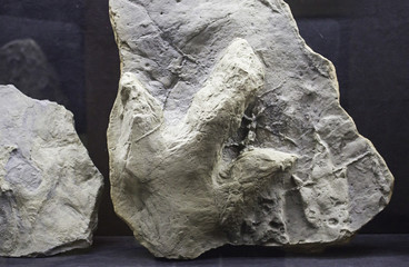 Old Dinosaur Footprint