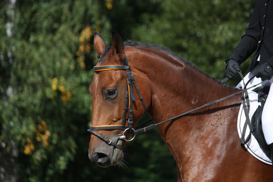 Bay sport horse portrait