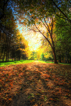 pathway in autumn park in the gentle rays of the autumn sun