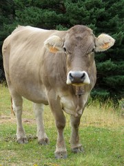 Fototapeta premium vache