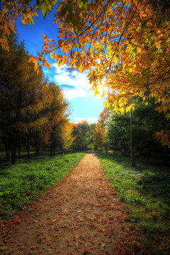 pathway in autumn park in the gentle rays of the autumn sun