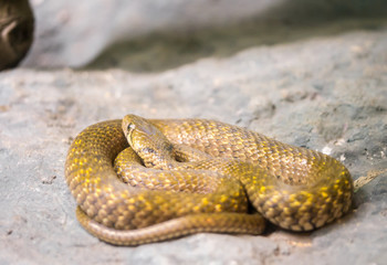 Snake