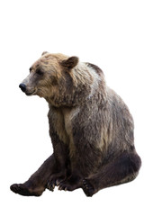 Fototapeta premium Бурый медведь
