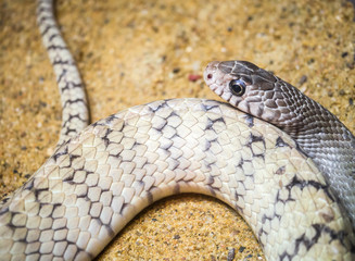 Snake