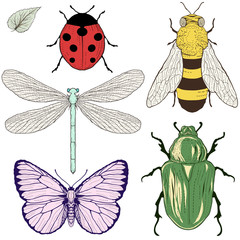 insects set drawing