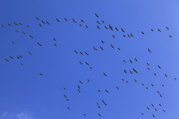 Nonnengänse im Flug