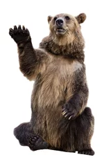 Foto op Aluminium Позирующий Бурый медведь © 1802185