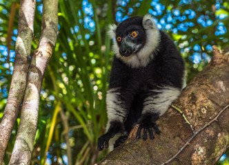 Black-and-white ruffed lemur of Madagascar
