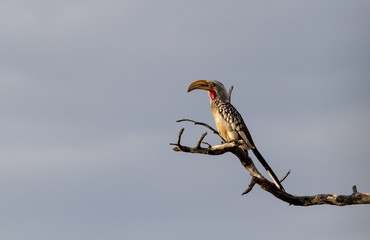 Südlicher Gelbschnabeltoko